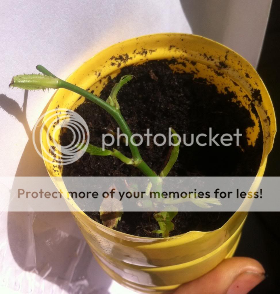 photo image_zps207742d7.jpg